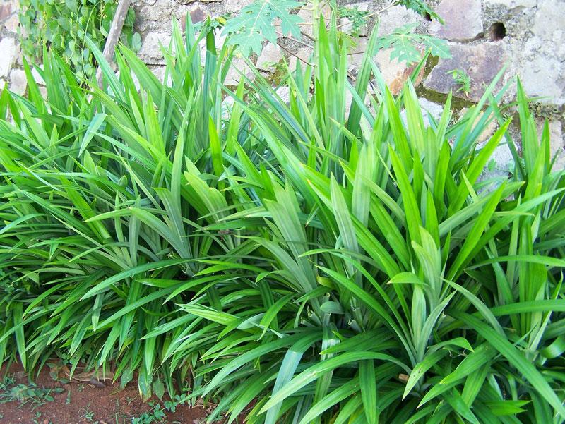 Cây Lá Dứa ( Lá Nếp) - Chậu Rau