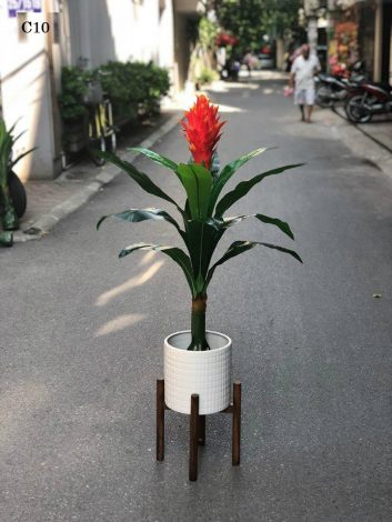 chậu CÂY ĐUỐC--CÂY LỚN--ĐỎ-VÀNG