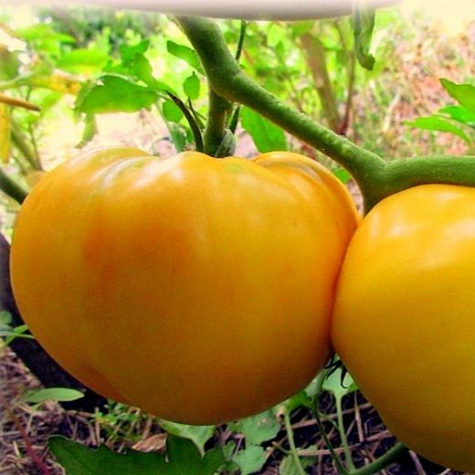 0.1gr Hạt giống cà chua trái tim vàng
