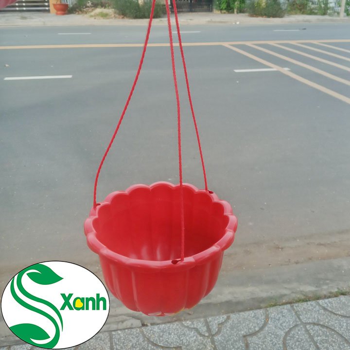 5 Chậu Treo Bí Lớn
