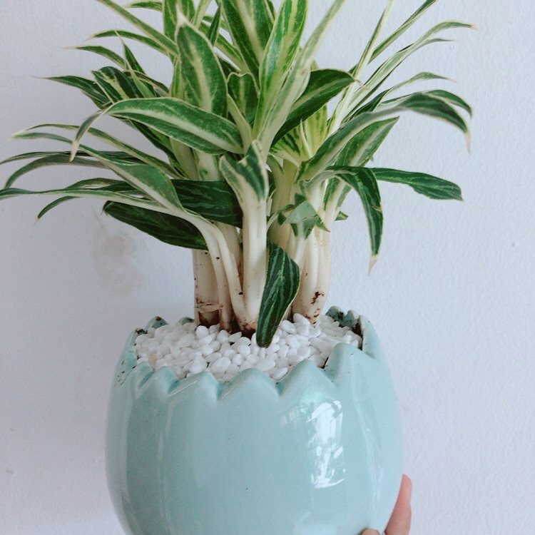 Chậu cây giữ tiền