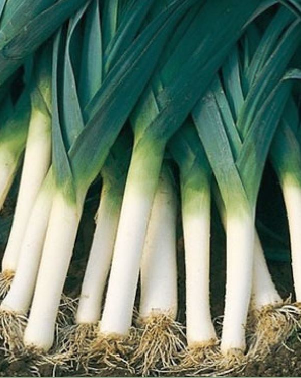 Hạt giống tỏi tây (BARO HÀNH) - Gói 1gram