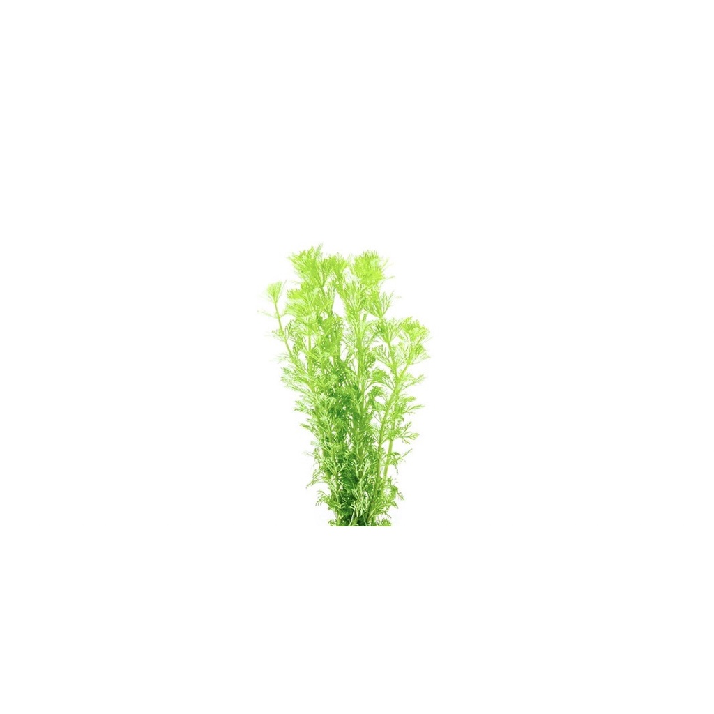 Limnophila Sessiliflora - Cây Tiểu Bảo Tháp - Cây Thủy Sinh Cắt Cắm Lá Cạn
