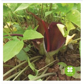 Bán hạ nam khô (gói 1kg) - EG278