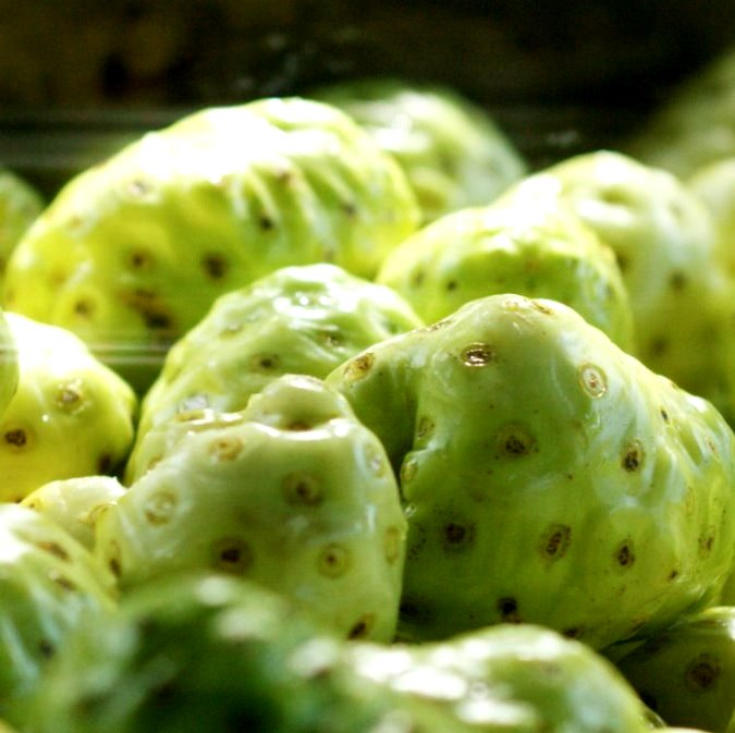 30 HẠT GIỐNG CÂY NHÀU (CÂY NHÀO)