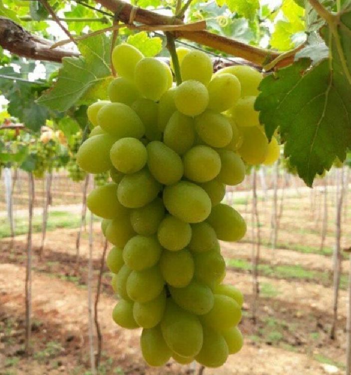 "Gói 10 "Hạt giống nho xanh leo gian [Seeds]