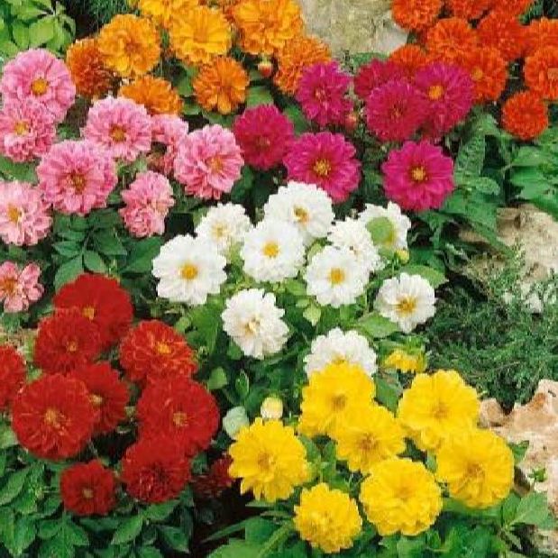 Hạt giống hoa thược dược mix màu- Gói 30 hạt