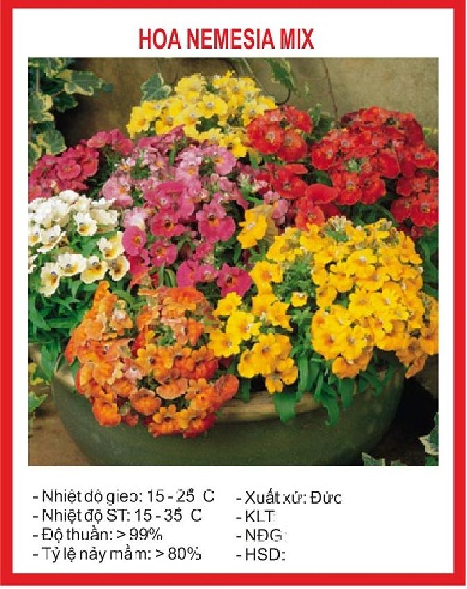 Hạt giống Cúc Nemesia Mix – Gói 100Hạt