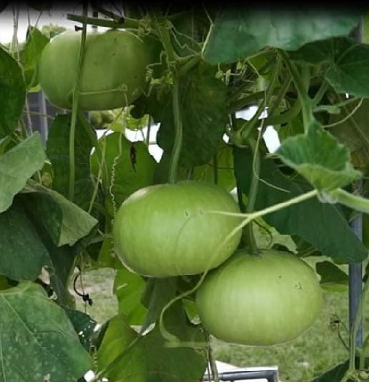 Hạt giống bầu tròn Thái - gói 2gram( 10 hạt)