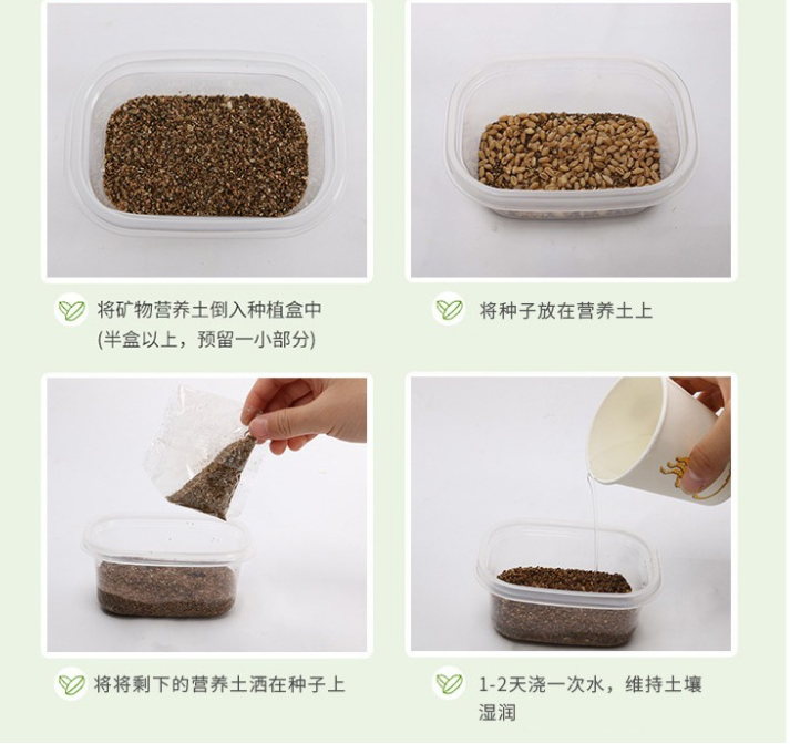Bộ Trồng Cỏ Cho Mèo