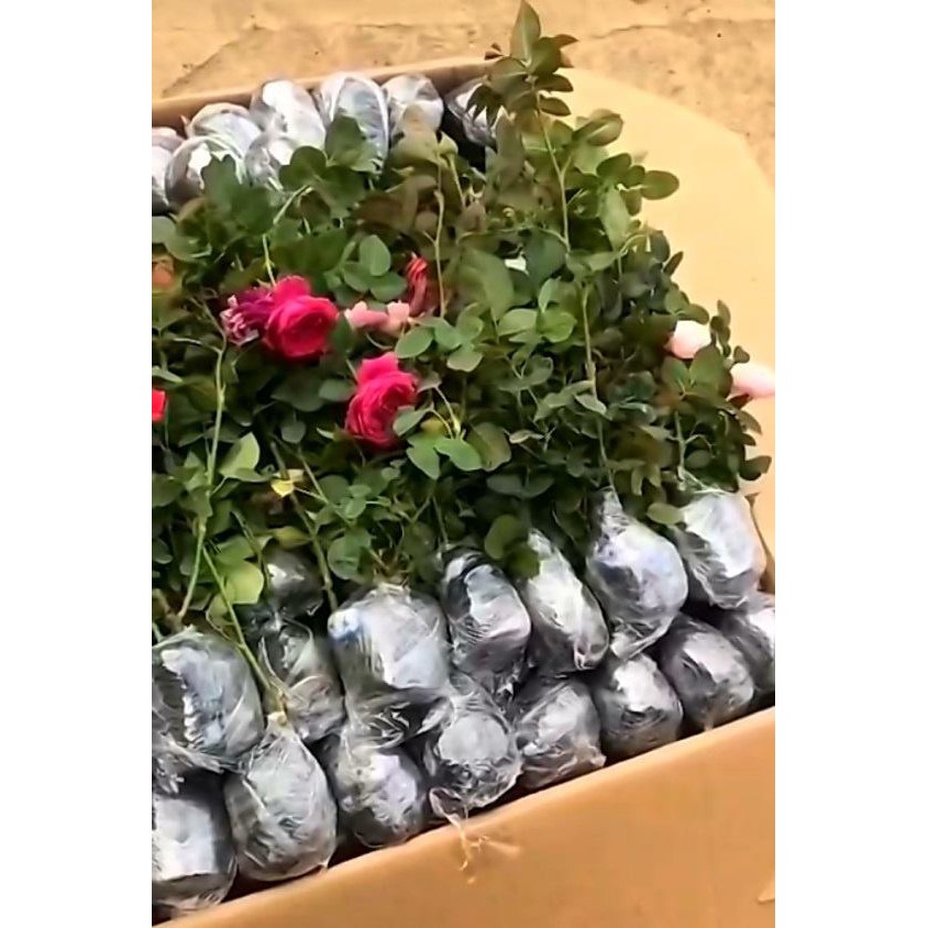 Hồng bầu cành chiết