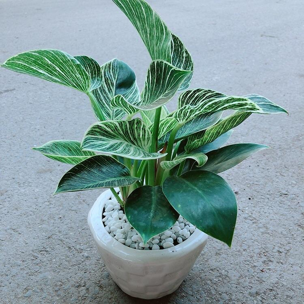 Chậu trầu bà hoàng kim