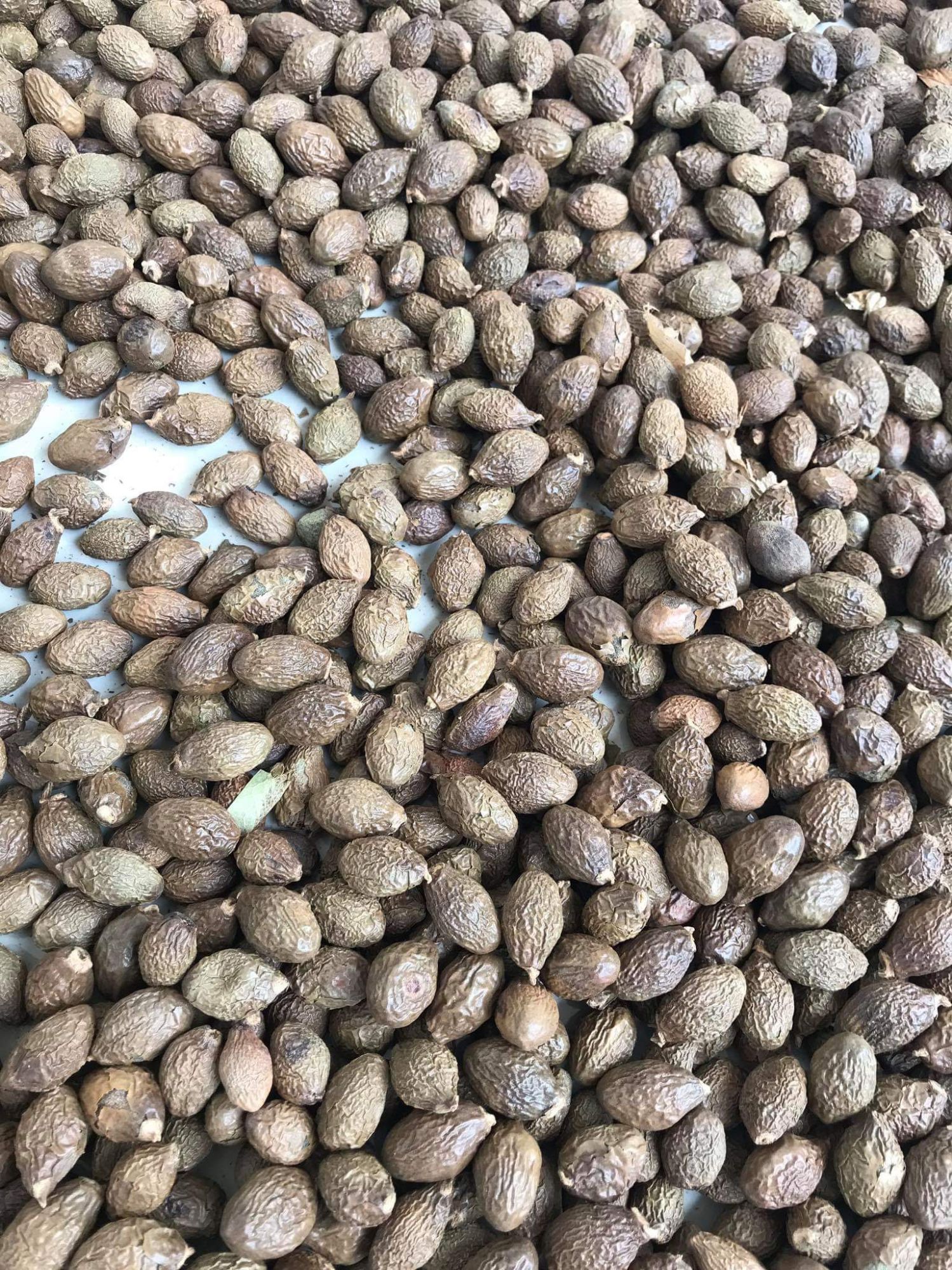 Hạt đười ươi rừng 500g