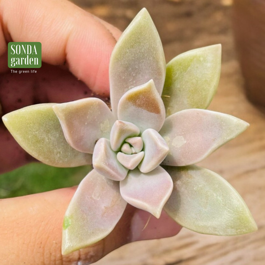 SEN ĐÁ ĐÁ MA SIZE MINI LỖI 1 ĐỔI 1