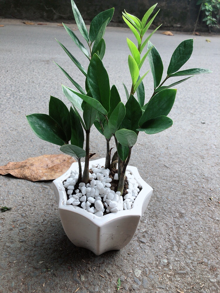 [HCM]Chậu Cây Kim Tiền Thái