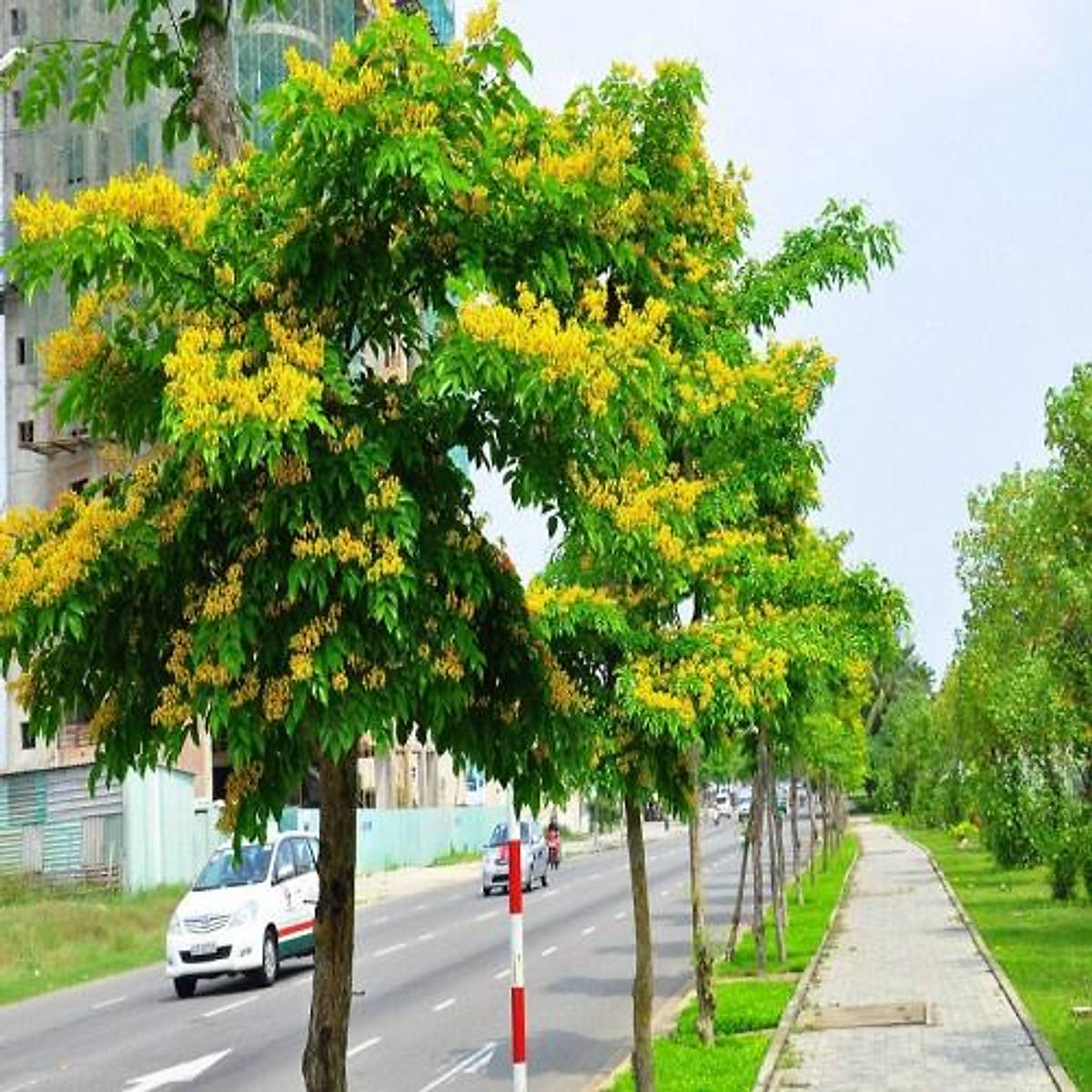 Hạt giống cây giáng hương - gói 5 hạt