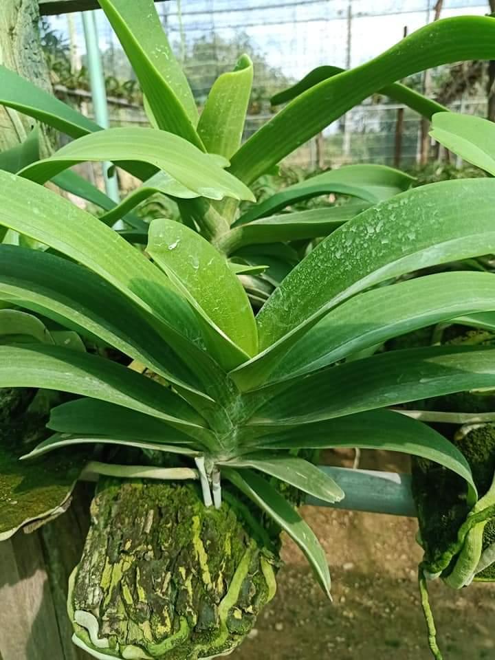 Lan rừng ngọc điểm (bán ký)