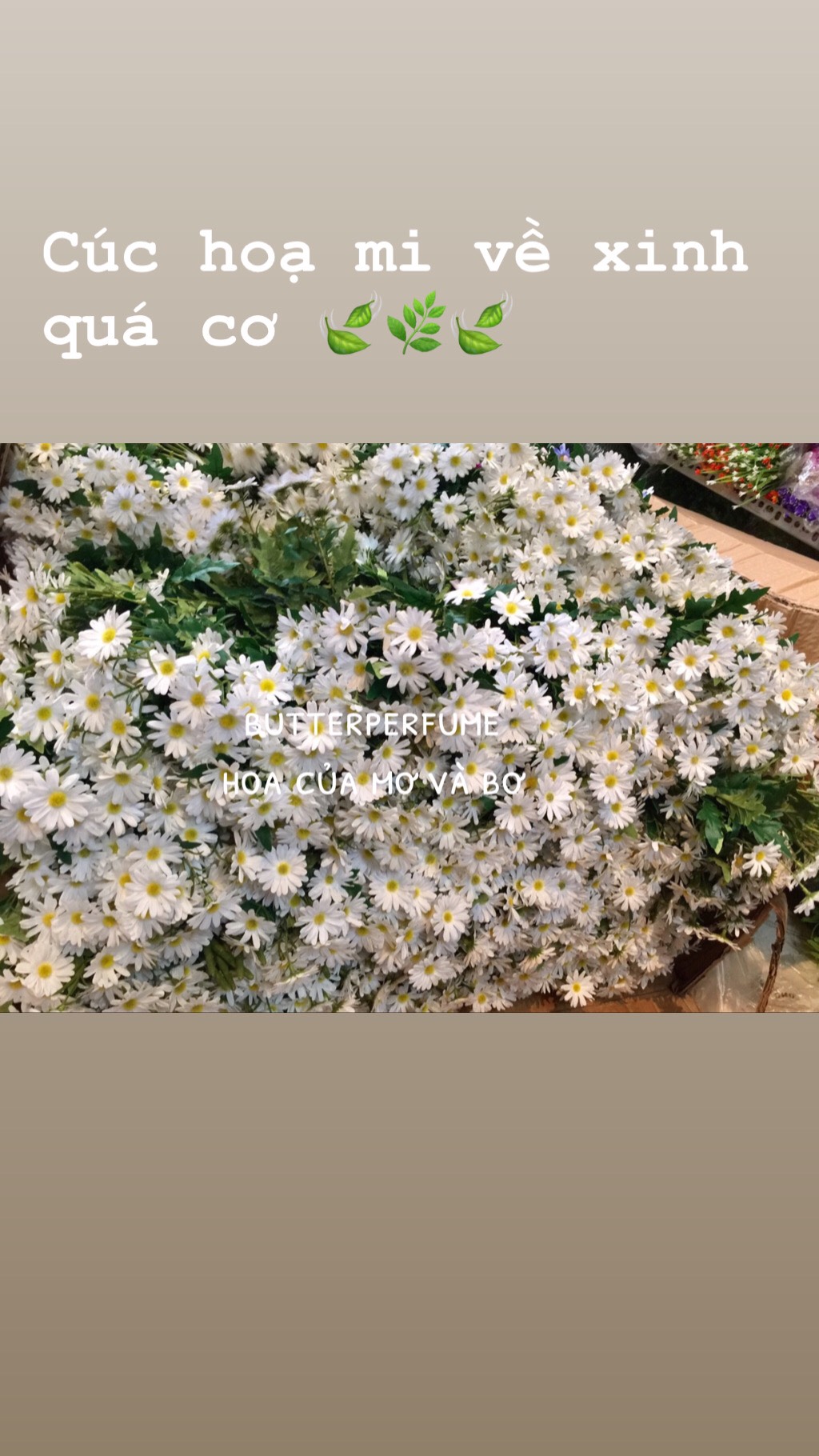 Cúc hoạ mi cao cấp (hoa lụa) 38cm 23-25 bông