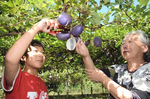 Hạt giống nho akebi nhật 12 hạt (Nội địa Trung)