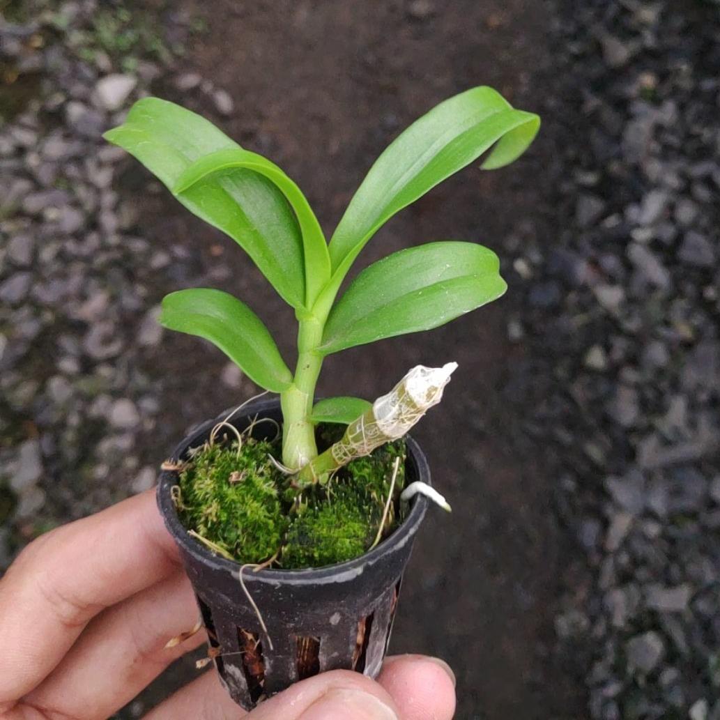 Lan Trầm Rồng đỏ - cây con Mầm gốc năm 2