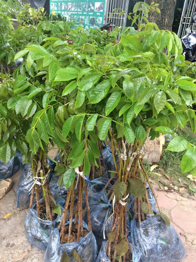 CÂY GIỐNG CÂY TRÁM XANH (TRÁM TRẮNG, TRÁM CHUA )