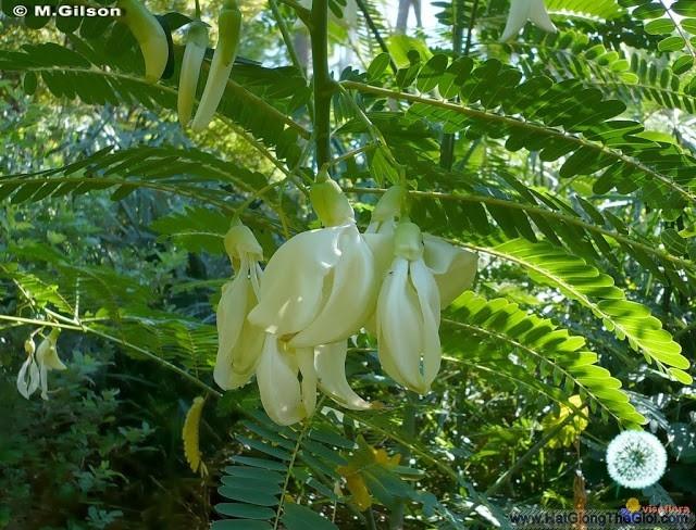 2Gr Hạt Giống Cây Bông So Đũa (C5.301| W2*W35*M194)