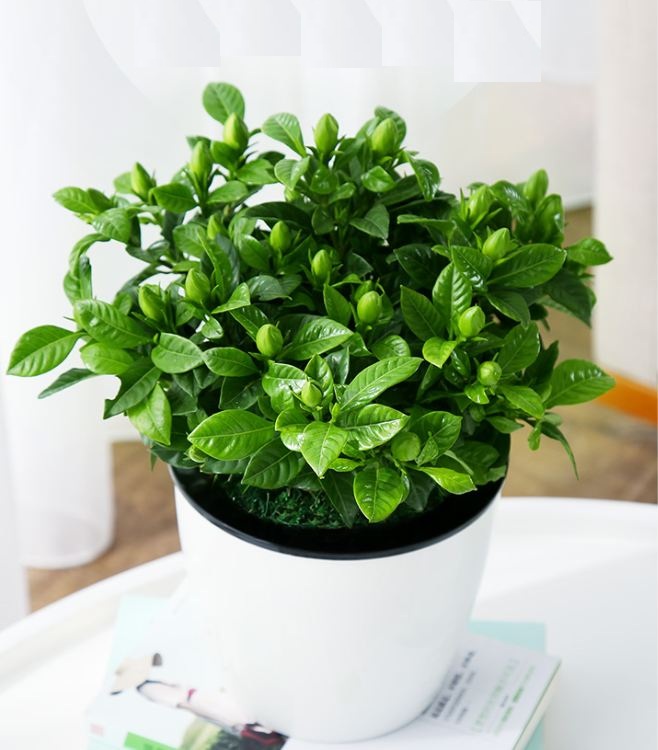 Hạt giống hoa nhài trắng ( hoa lài ) - Gói 10 hạt