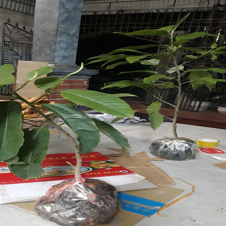 CÂY  HOA NGỌC LAN TRẮNG, HOA THƠM