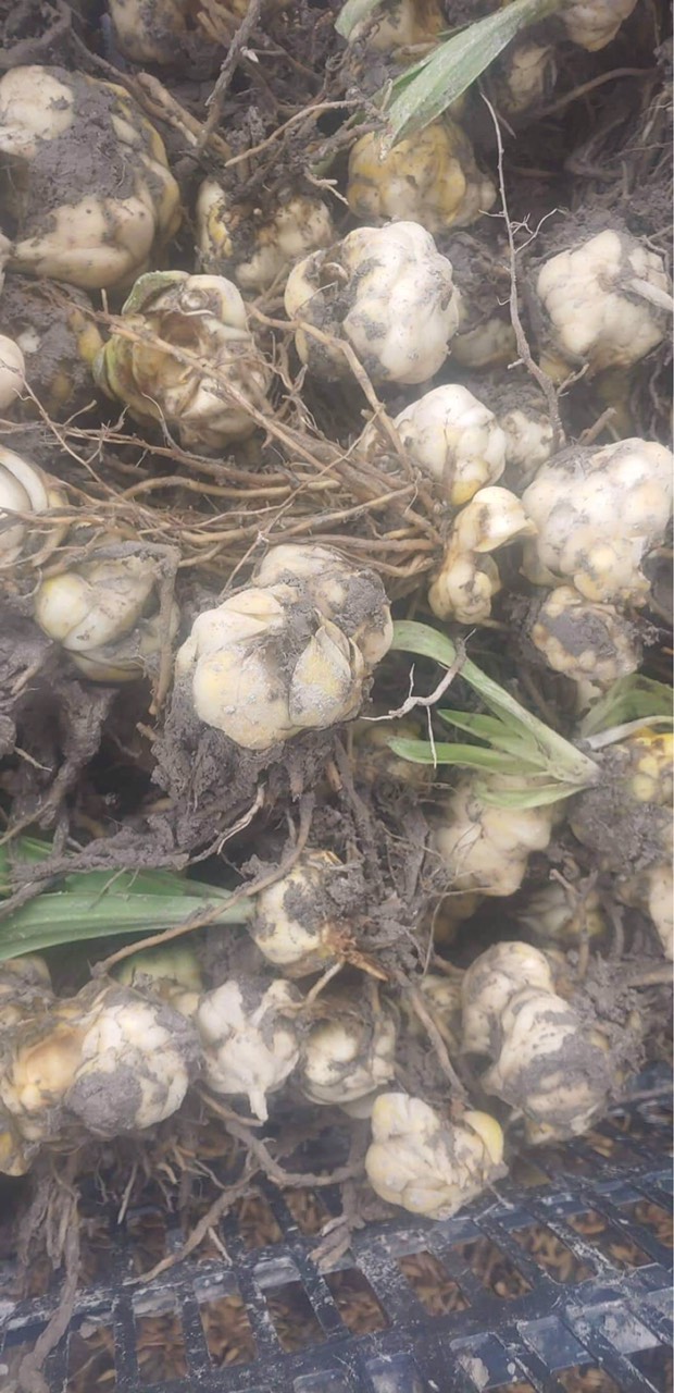 củ giống hoa loa kèn trắng (hoa lily trắng)