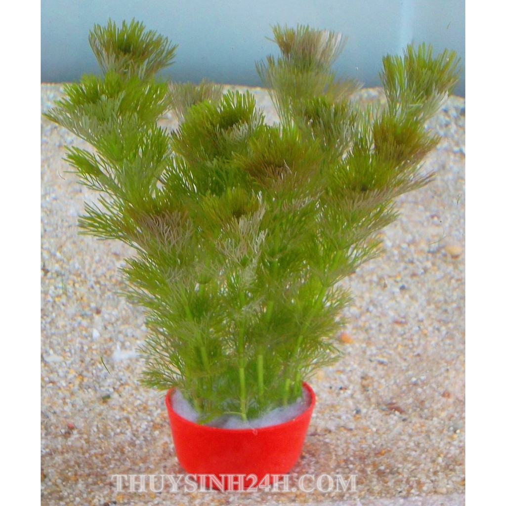 Tiểu Bảo Tháp Thủy Sinh (15 Nhánh)