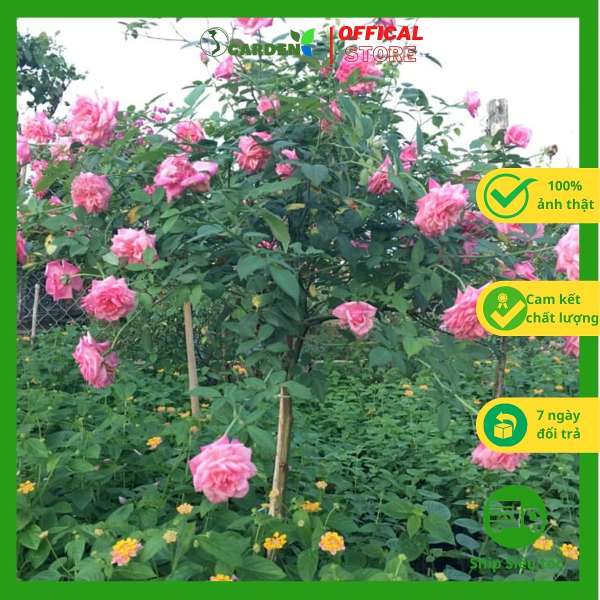 Cây hoa hồng cổ Sapa giống Hồng cổ được ưa chuộng