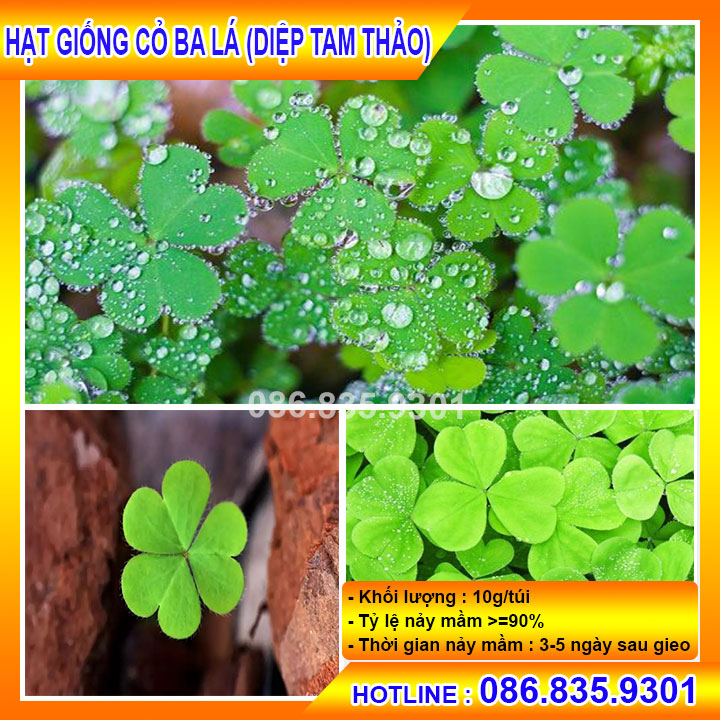 [Sao chép]HẠT CỎ BA LÁ ( CỎ THẢM MAY MẮN ) GÓI 30GRAM