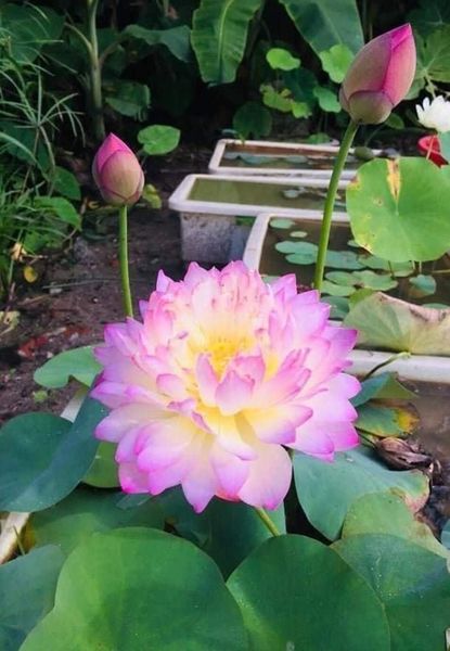 Hạt giống sen nhật mini gói 5 hạt