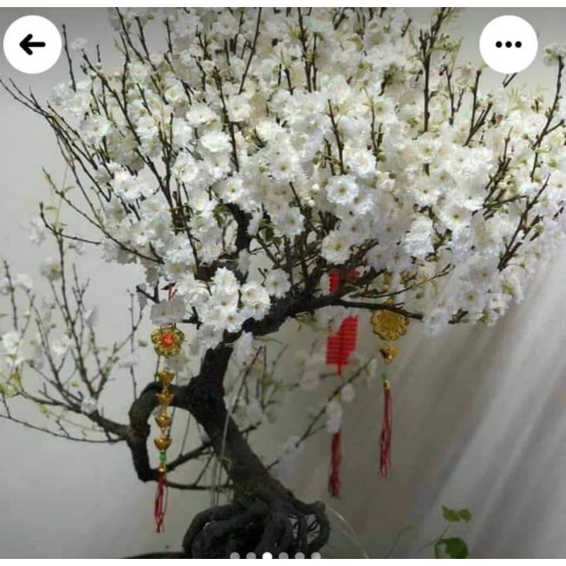 Nhất chi mai cây giống