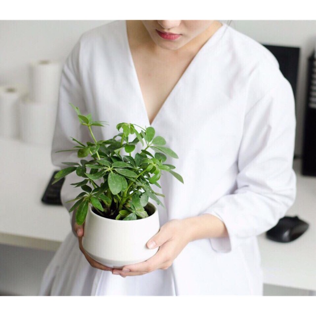 Cây Ngũ Gia Bì Để Bàn Cả Chậu Sứ