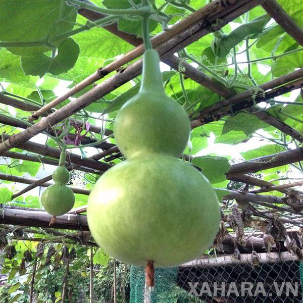 Bottle Gourd seeds