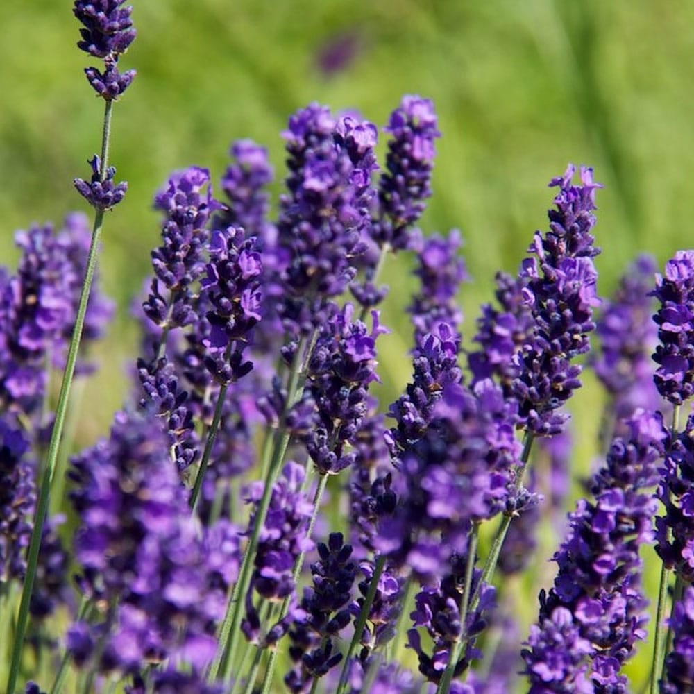 Hạt giống hoa Lavender - Hoa Oải Hương PTP83 | Phởms Market