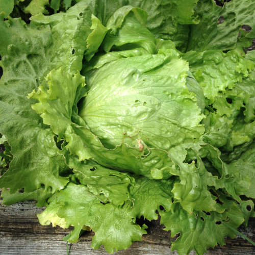 Hạt Giống Rau Xà Lách Cuộn Trắng ( Gói 0.2Gram) - Dễ trồng, Bội Thu - Giàu Dinh Dưỡng