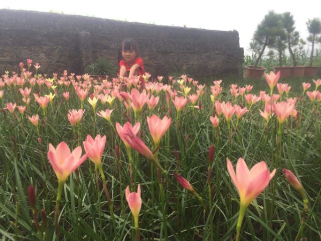 1 củ huệ mưa màu hường