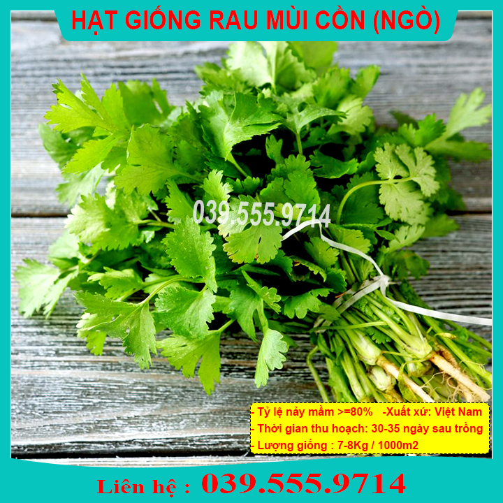HẠT GIỐNG RAU MÙI ( NGÒ ) MÙI CỒN GÓI 20GRAM