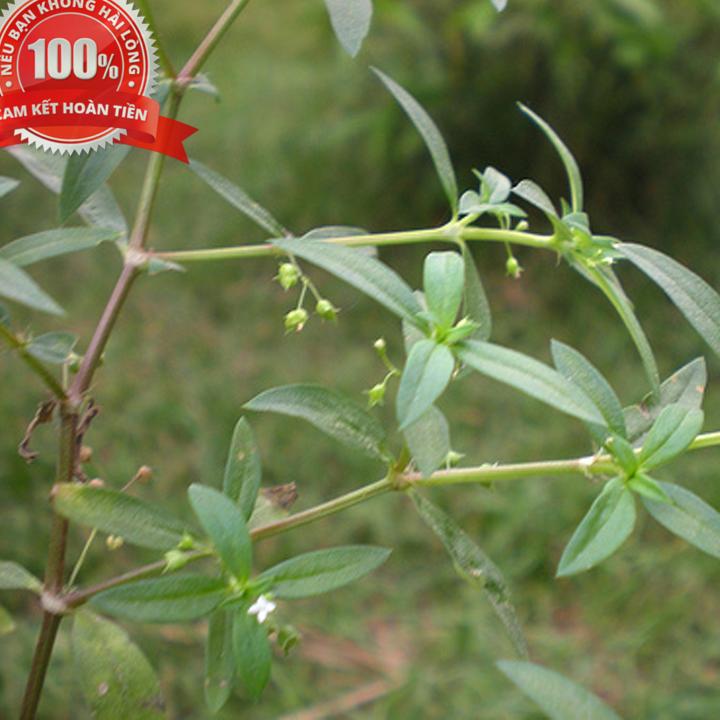 500g Cây bạch hoa xà thiệt thảo