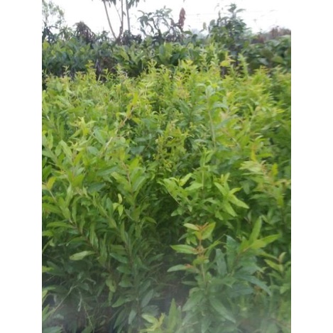 CÂY GIỐNG LỰU LÙN ĐỎ CAO SẢN .