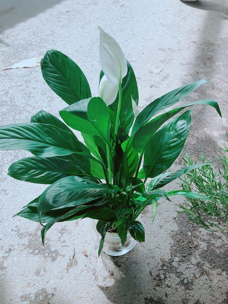 [HCM]Chậu Lan Ý Thuỷ Sinh