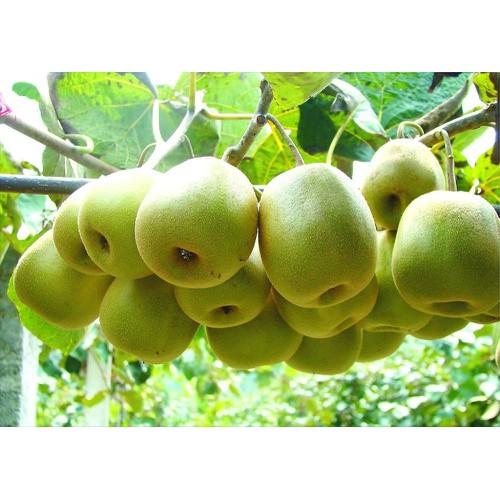 Hạt giống cây ăn tráikiwi- ( TẶNG gói kích thích hỗ trợ hạt nảy mầm)