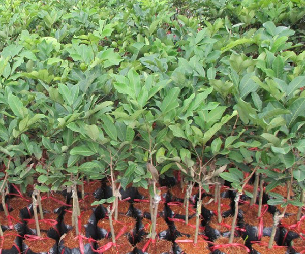 CÂY GIỐNG CHÔM CHÔM NHÃN SIÊU NGON SIÊU QUẢ