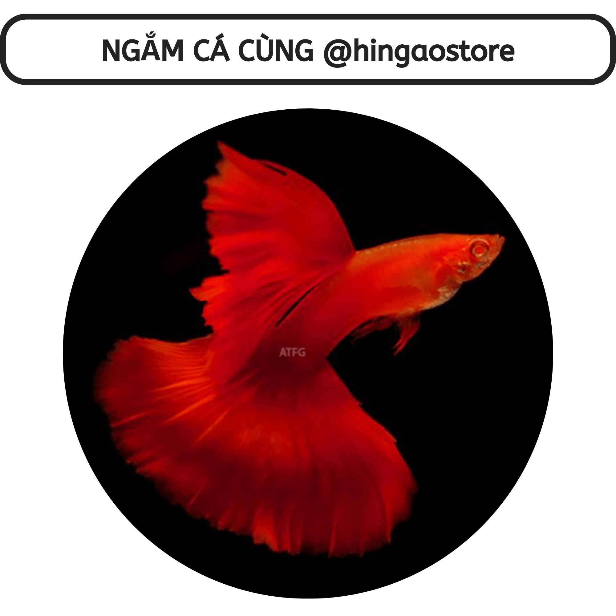 (Tặng 1m dây, 1 van tăng giảm) Lọc vi sinh, bio chế - Phụ kiện cá cảnh  Hingaostore.