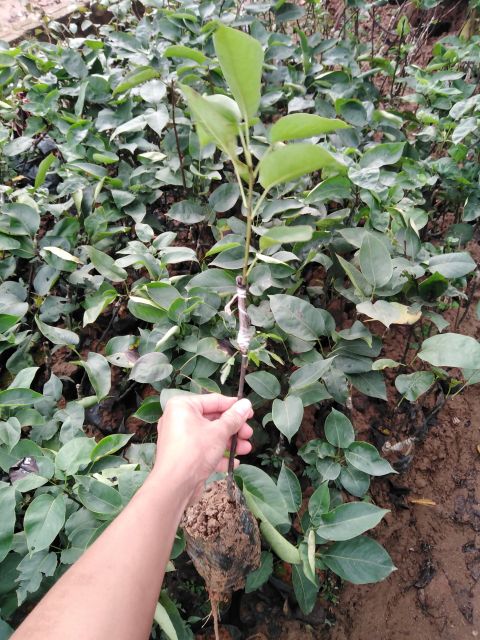 Cây giống lê nâu