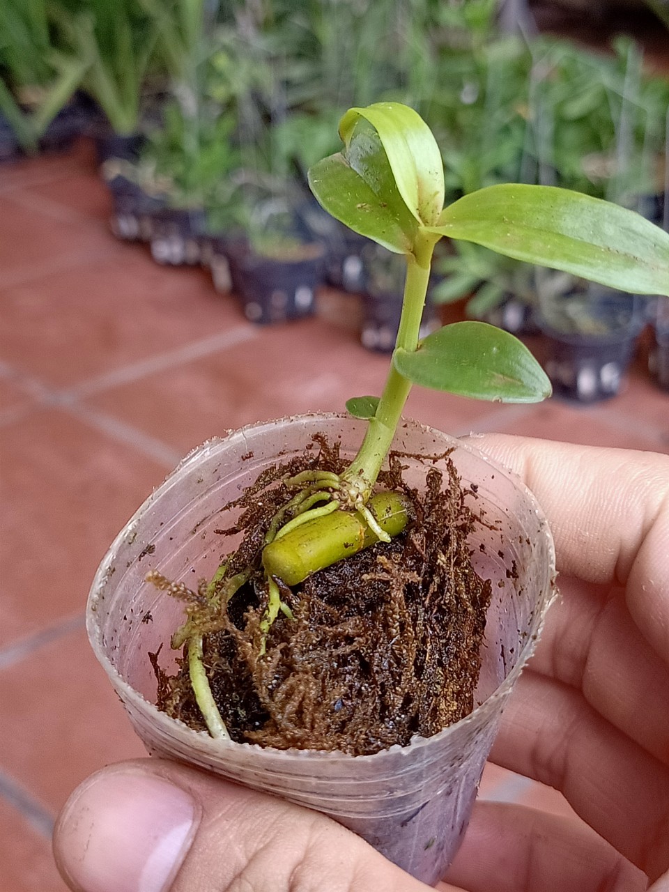 Hoa Lan Chớp Mỹ Hàng Ki 51 chuẩn hoa