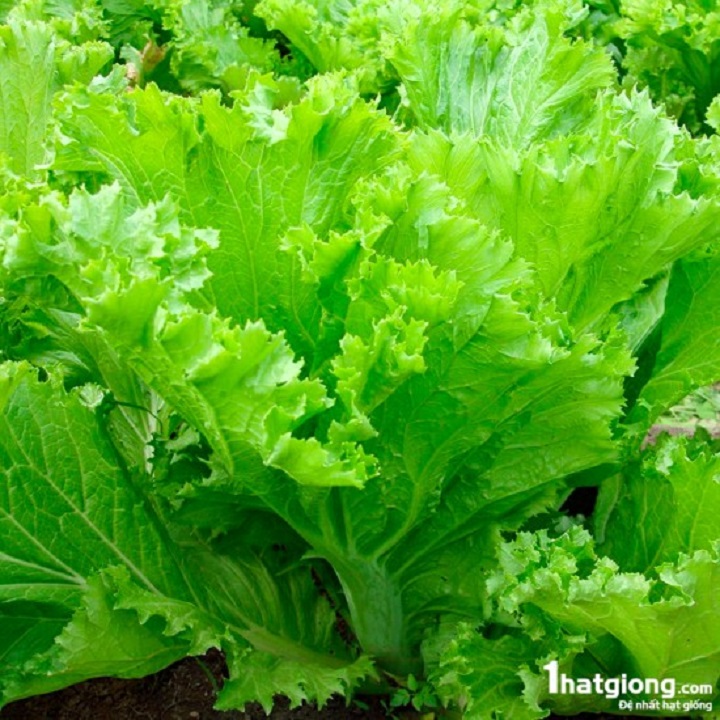 Hạt giống rau Cải Mù Tạt Xanh