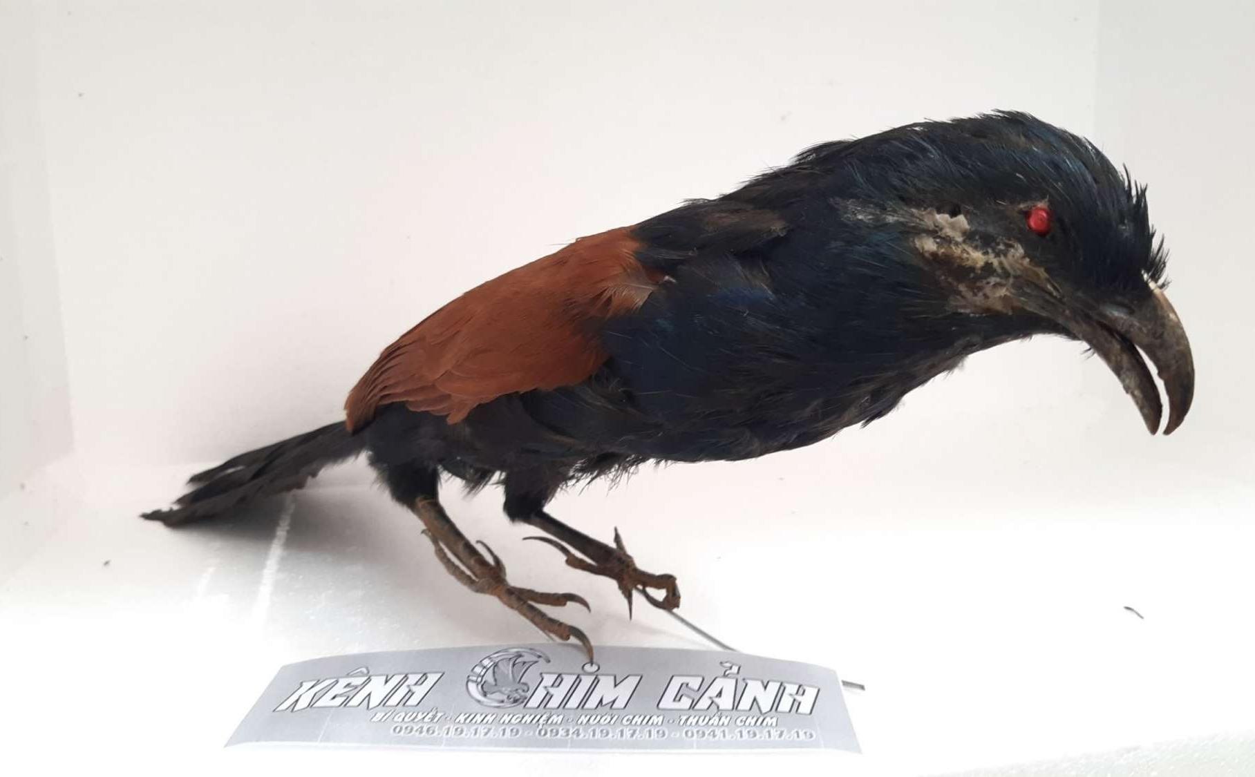 bìm bịp giả mồi-kênh chim cảnh
